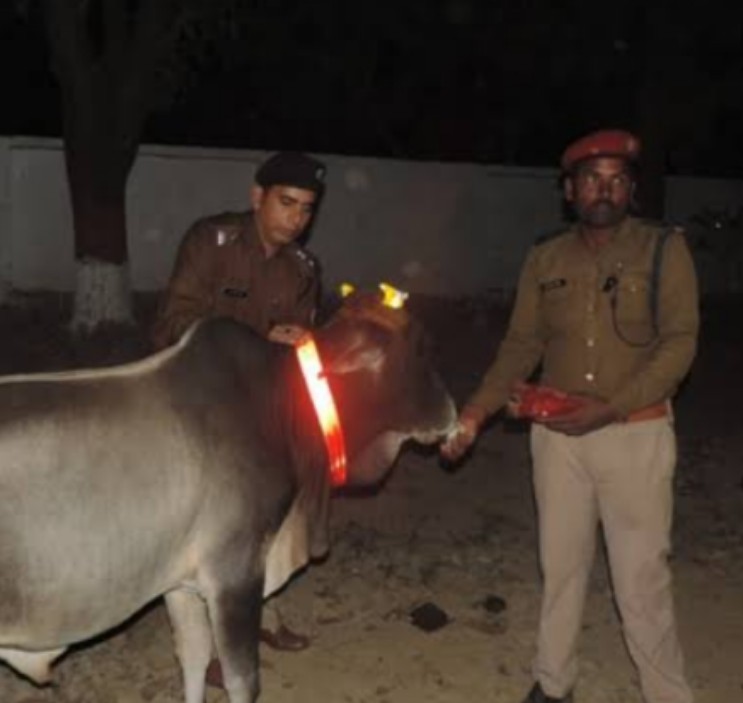 Radium strips will be put around the neck of cattle to prevent road accidents